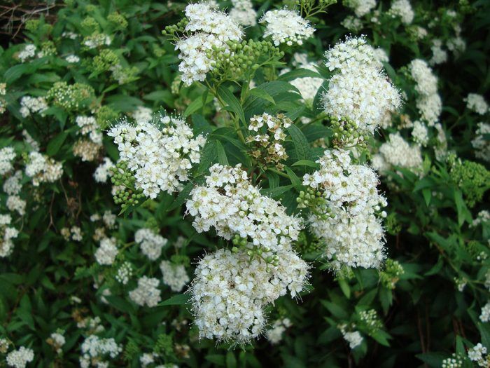 Tavoľník japonský (Spiraea japonica Alba) - opadavý ker, 