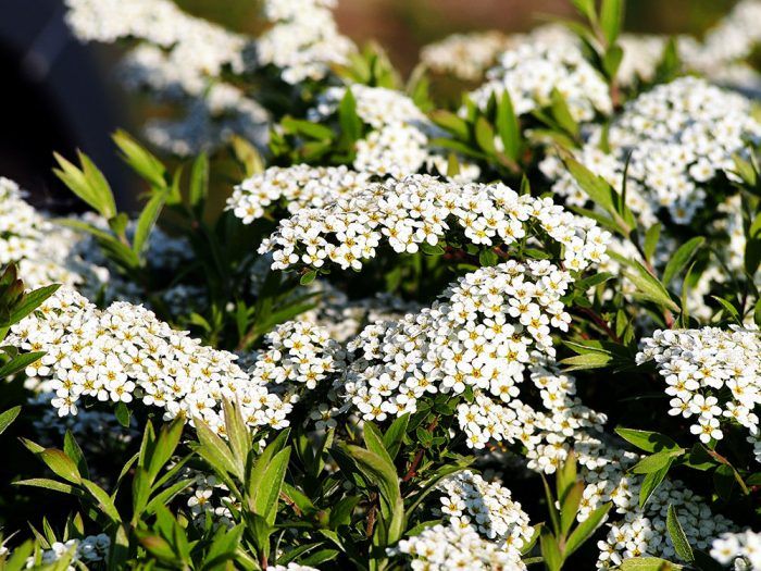 Tavoľník popolavý (Spiraea x cinerea ´Grefsheim´) – konáre obsiate bielymi kvetmi, slnko/tieň, výživná pôda, kvitne v apríli a máji.