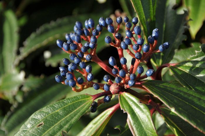 Kalina Davidova (Viburnum davidii) – vždyzelený kompaktný ker s kožovitými listami, dorastá do výšky 1 m, chránený polotieň, vlhká, priepustná pôda, kvitne od máji a júni.